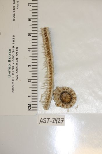 Media type: image;   Invertebrate Zoology AST-2427 Description: Preserved specimen.;